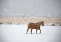 Horse Treads Winter Pasture Royalty Free Stock Photo