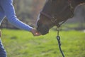 Horse Treats Royalty Free Stock Photo