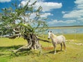 Horse and Tree