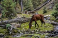 Horse at trek to Beyal camp Royalty Free Stock Photo