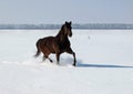 A horse trots on snow field