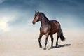 Horse trotting in desert Royalty Free Stock Photo