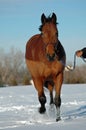 Horse trotting in snow