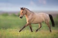 Horse trotting on spring green meadow Royalty Free Stock Photo