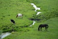 Horse and two cows graze in a lush green meadow with a small stream Royalty Free Stock Photo
