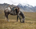 Horse under the saddle with the trophy of ibex and weapons in the mountains Royalty Free Stock Photo