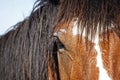 Horse Untamed Royalty Free Stock Photo