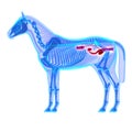 Horse Urinary System - Horse Equus Anatomy - isolated on white Royalty Free Stock Photo