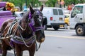 Horse used for carriage rides through Central Park in NYC. Royalty Free Stock Photo