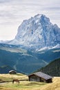 Horse in valley in the dolomites alps