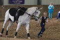 Horse Vaulting Equestrian Teenager Royalty Free Stock Photo