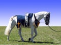 Horse with Vaulting Saddle