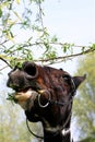 Horse vs tree Royalty Free Stock Photo