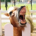 Horse are waiting with open mouth to eat