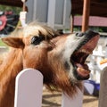 Horse are waiting with open mouth to eat