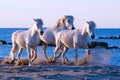 Horse Walk, Three white horses walking on the beach