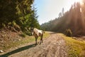 Horse walking along the road in the forest in the sunbeams Royalty Free Stock Photo