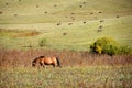 Horse walking in autumn prairie Royalty Free Stock Photo