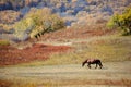 A horse walking in autumn prairie with colorful trees Royalty Free Stock Photo