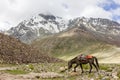 A horse walking in a beautiful Himalayan valley