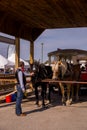 Horse walking car. man stroking a horse. Vintage transport. Attraction. Carriage with two horses. Old tram with passengers