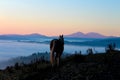 A Horse Walking into a Colourful Sunrise and Mist Royalty Free Stock Photo