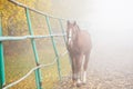 Horse walking in corral in the early misty morning Royalty Free Stock Photo