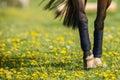 A horse walking through a field of dandelions. Equestrian theme