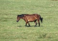 Horse walking through a field in the State of Oklahoma in the United States of America.