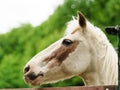 Portrait of the horse with green blurred background Royalty Free Stock Photo