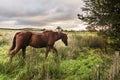 Horse Walking in Morning Royalty Free Stock Photo