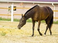 horse walking in the paddock at the background of the house with red roof Royalty Free Stock Photo