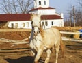 horse walking in a paddock next to the fence Royalty Free Stock Photo