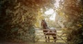 Horse walking in sun light. Beautiful animal. Horse in bridle against yellow and red autumn trees Royalty Free Stock Photo