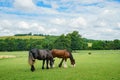 Horse walking in the Weald & Downland Living Museum