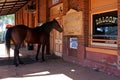 A horse walks into a bar