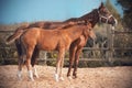 A horse walks with his little colt in the paddock Royalty Free Stock Photo