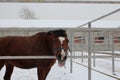 Horse walks in winter in the paddock on the farm stuck his head out Royalty Free Stock Photo