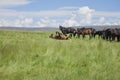 Horse wallowing in green prairie Royalty Free Stock Photo