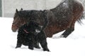 Horse wallows in the snow during a snowfall next to the black dog Royalty Free Stock Photo