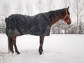 Horse warm fur with snowflakes within snowing