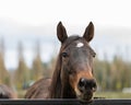 Horse Watching. Close up of a horse face, front of the head brown horse. Horse in countryside