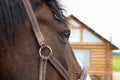 Horse watching and thinking. The eye. Quarter Horse Head Portrait