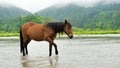 Horse in water Royalty Free Stock Photo