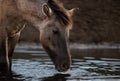Horse in the water