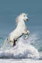 Horse in water Royalty Free Stock Photo