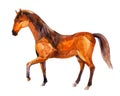 Horse, watercolor painting Royalty Free Stock Photo