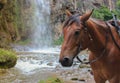 Horse on a waterfall in the mountains of Karachay-Cherkessia