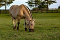 Horse wearing a grazing muzzle Royalty Free Stock Photo