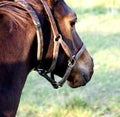 Horse wearing halter Royalty Free Stock Photo